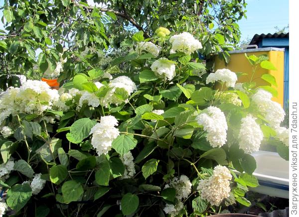 гортензия