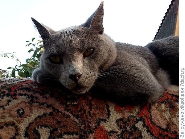кот Витас