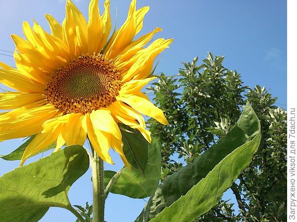 Солнечного Вам настроения и удачи!