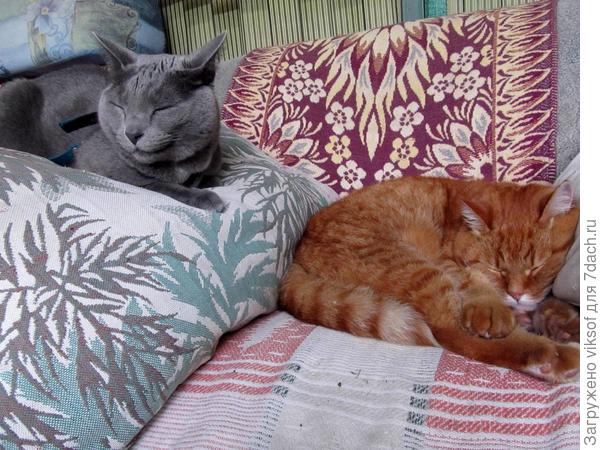 А в этот раз Витас в гостях у рыжего