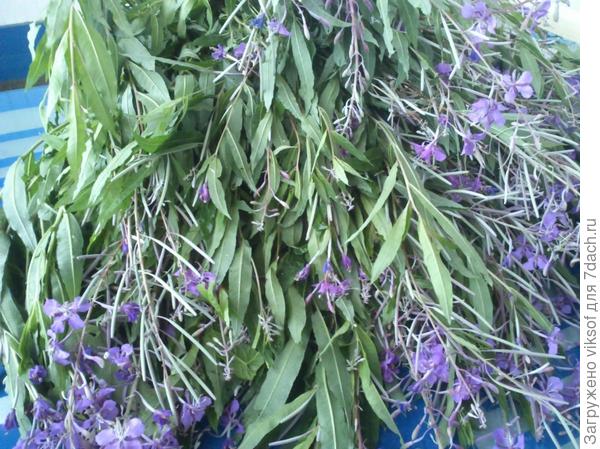 Вот он - красавец!