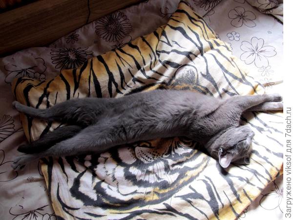 Ну, как их не любить