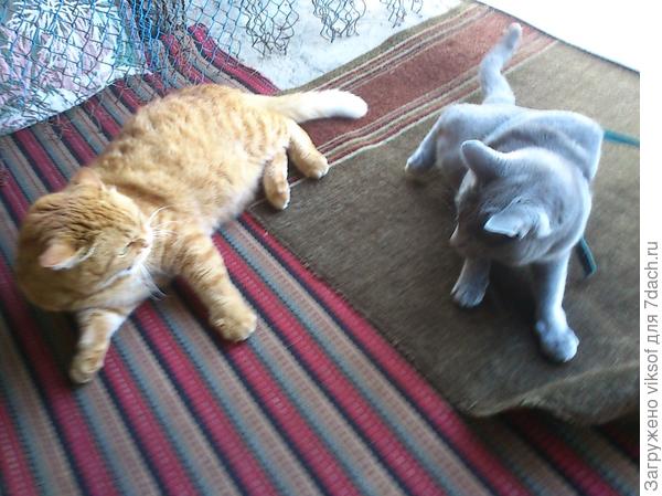 Витас гоняет всех собак и кошек, но Рыжего обожает и очень любит его хозяйку