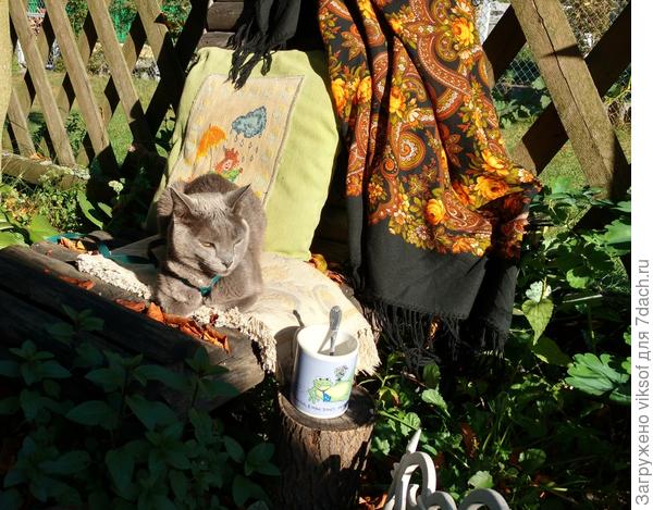 А Витас наслаждается солнечными осенними денёчками и ведёт себя степенно - Рыжего-то нет и поговорить нет с кем...