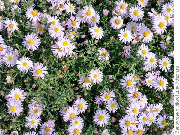 А это осенний ситчик на сарафан