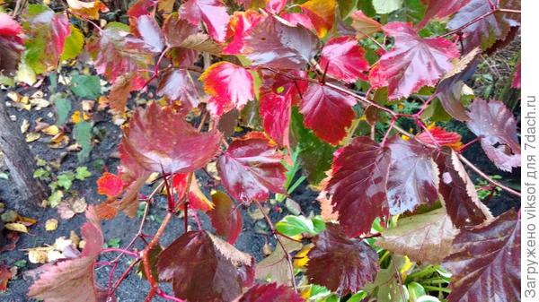 Листья боярышника