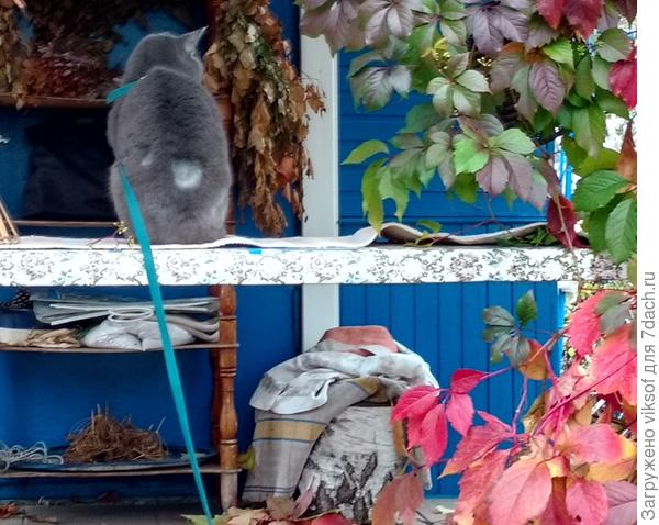 Вот, недавно залечили после его разборок с Рыжим, под наркозом чистили его боевые раны, теперь ждём, когда обрастёт