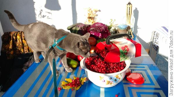 Витас тебе рекомендует клюквенный морс