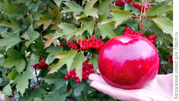 Яблок на сайте много, возьми ещё моё!