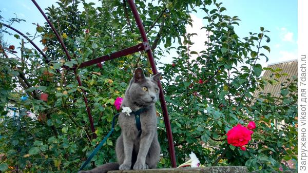 С любовью Витас