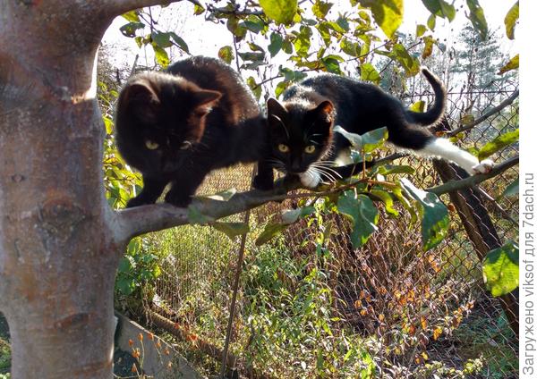 Вот такие красавчики