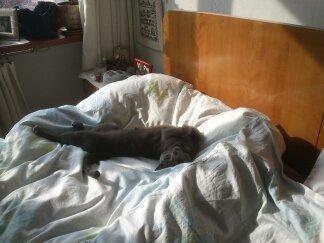 Он ещё после дачи не может насладиться спокойным отдыхом: без птиц, котов, собак