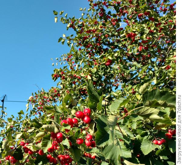 Вот он  - боярышник!