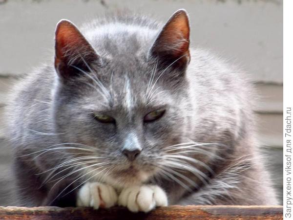 Так что это правда, что в Семидачье выходные с кошками и котами? То-то я смотрю и наши коты побежали, ну и от меня привет семидачникам...