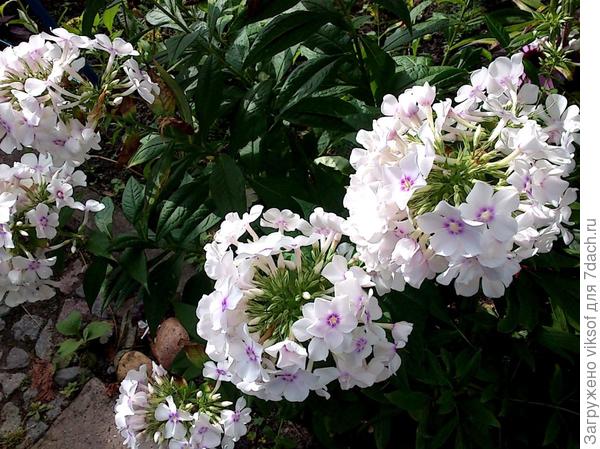 Это мои неприхотливые флоксы от ... ну, скажем не совершеннолетней пенсионерки!