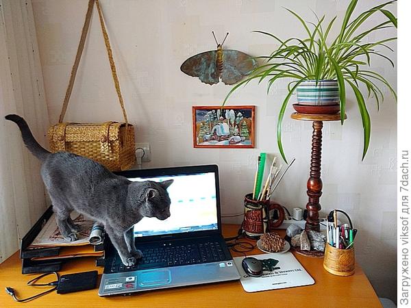 Витас с утра досыпает здесь же. не понравилось, что я его сонного потревожила уходит не поздоровавшись с Вами, мои дорогие семидачники - всё ещё обижен в последнем этапе не было его номинации