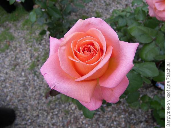 но чуть светлее, как, например, чайная роза и я сижу в соей бело-голубой террасе в таком платье и пью, нет уже не кофе, а чай из белой классической чашки - завтра опять пойду по магазинам