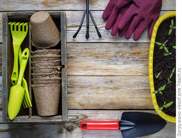 Ваши публикации о том, когда и что высаживать, читаю с удовольствием и интересом, спасибо Вам большущее!