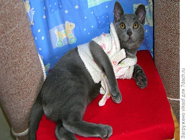 Молочка принеси, я же после душа мяу