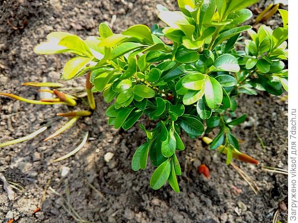 а это мой крошечный самшитик - перезимовал хорошо и тюльпанчики появляются - Весна!