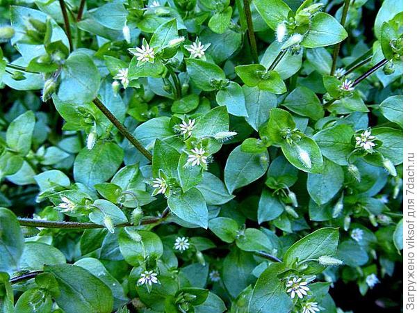 У кого крокусы, синие красавцы (сразу не выговорю, хоть и учу...иридодиктиум). а у меня пышное цветение мокрицы