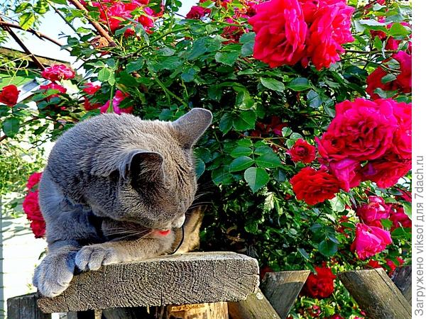 Но я всех-всех люблю - мяу!