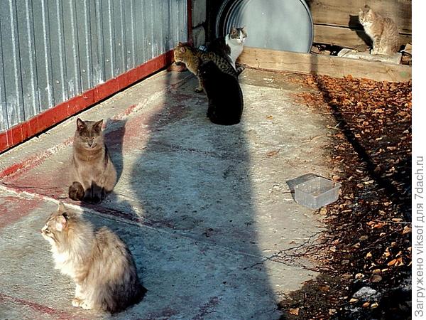 Один Витас на солнышке, а второй в тени или он чёрный?