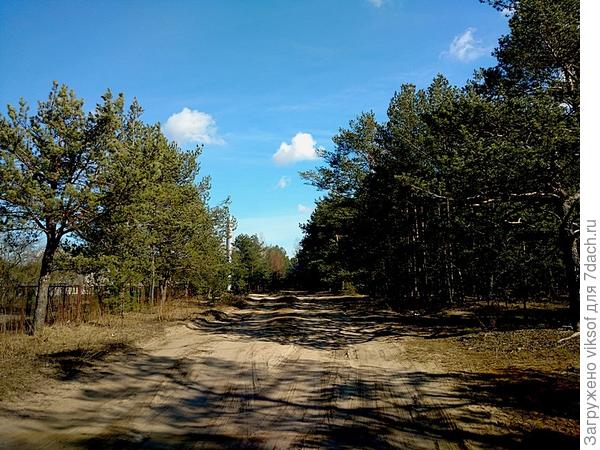 Справа начинается прекрасный сосновый бор, а впереди за поворотом наш дачный кооператив. Снимок сделала в пятницу - была весна, а вчера и сегодня - ветер, дождь со снегом ...