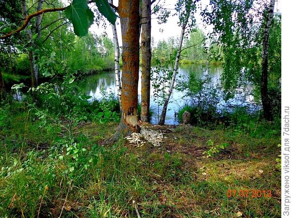 Лесное озеро рядышком с нашим кооперативом