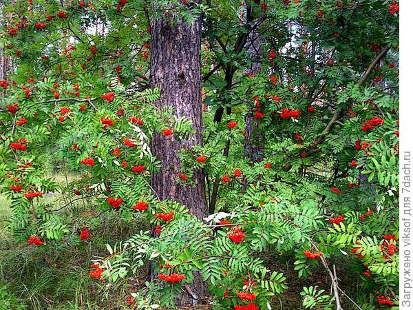 А здесь рябинка притулилась к сосне