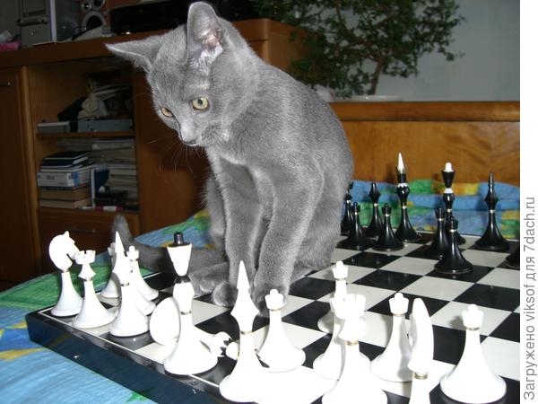 Ну как бы это хозяина своего обыграть?