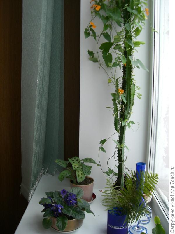 Причём тунбергия росла на окне, выходящее на северо-восток