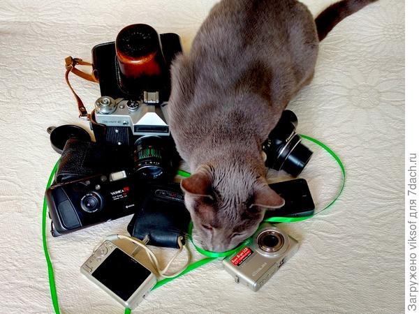 Почесала бы, но он очень занят - готовится на дачу, выбирает себе фотоаппарат...