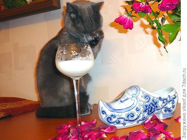 не хочу больше молока