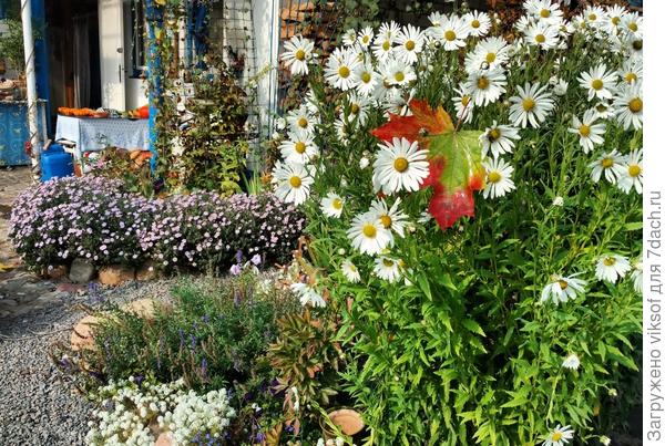 А осенью канадская ромашка (так легче её называть) будет такой, удачи!