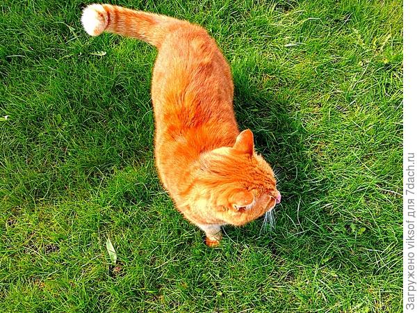 Такой зелёный газон и такой ч весь золотой, только хвостик подкачал