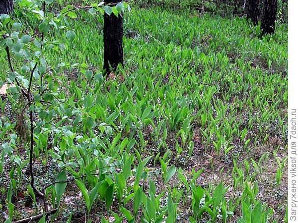 Это у нас рядышком с дачей