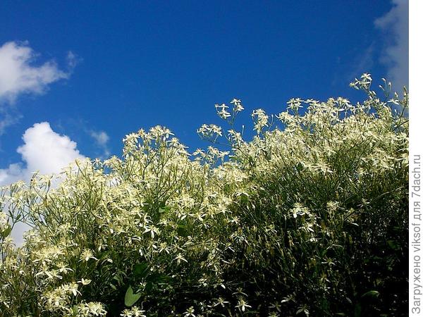 Пушистое облачко, у него много названий...ай, как я его люблю