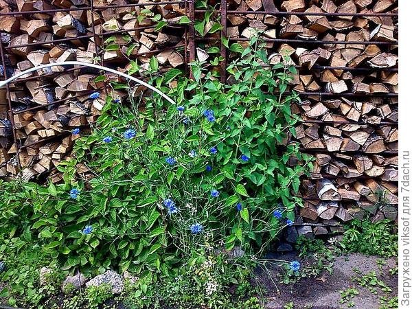 А то, что я везде цветы высаживаю так - это точно!