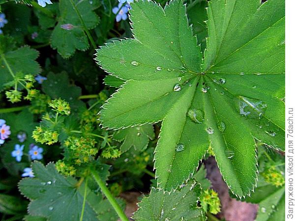 вот, посмотрите на манжетку - растёт и в тени , и на солнышке