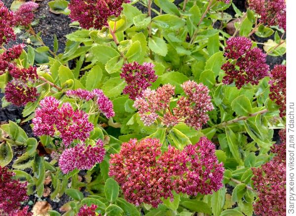 очитки, растут без проблем