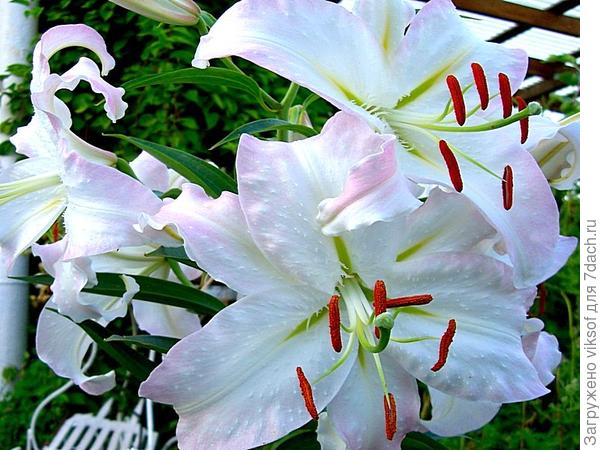 Что природа вытворяет! Такую лилию очень долго пыталась завести, покупала -  или совсем не всходила по весне, или цвета была другого, а эта красавица была у меня очень долго, потом пропала и появилась дочка (я писала уже об этом)