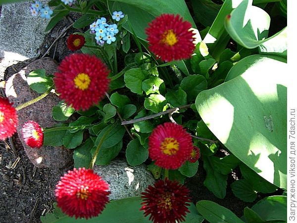 или маргаритки - посадила и забыла, а они цветут