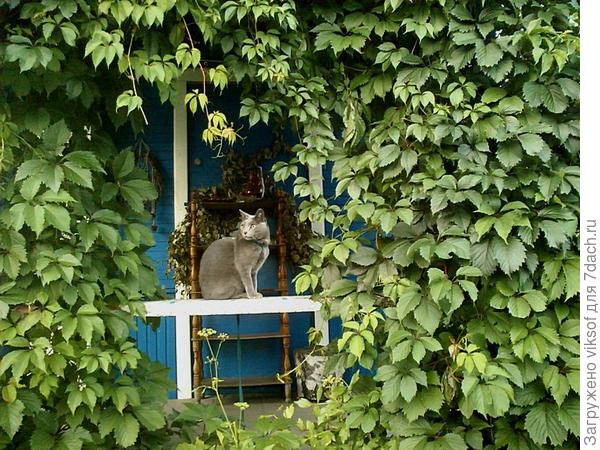 и в тенистой беседке у Витаса есть любимое местечко, хотя о чём это я - это же он хозяин, а мы при нём