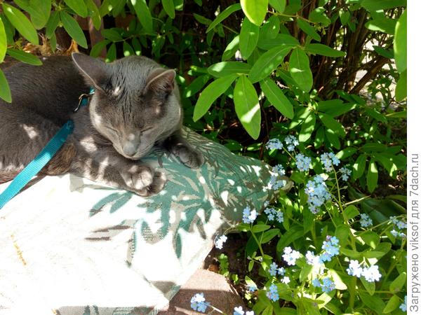 Я с Витасом поздравляю, но он , устал, поэтому спит под жимолостью эх