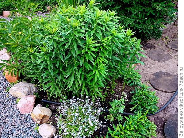 Канадская ромашка, а с лёгкой руки Инночки стала Белорусская ромашка