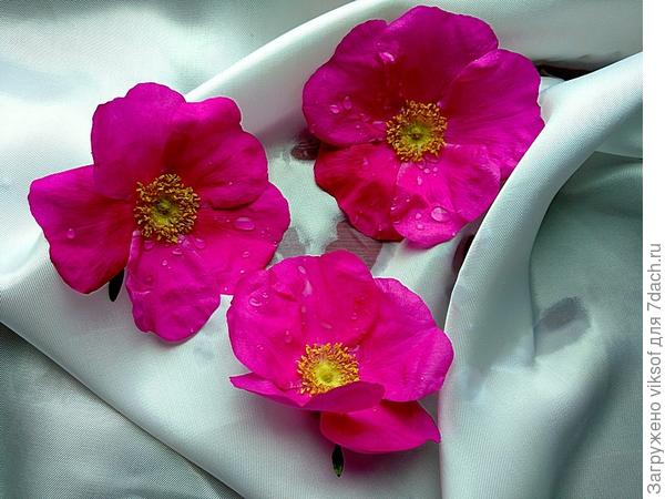 Я уже и помыла, можно чайку налить, да с шиповничком