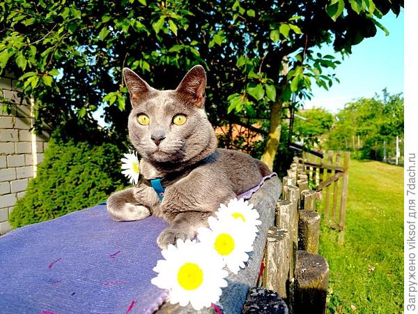 София с любовью и ромашками от кота Витаса