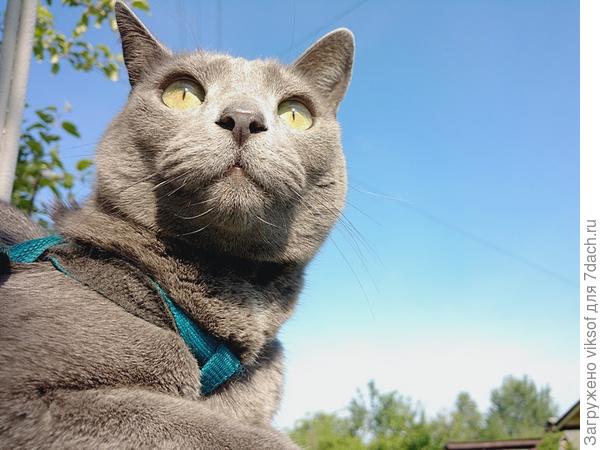 Наш любимый кот Витас уже седьмое лето проводит с нами на нашей даче. За это время он стал степенным и мудрым. Не разменивается на мелкие кошачьи шалости, ведёт себя достойно, как и подобает приличному коту.