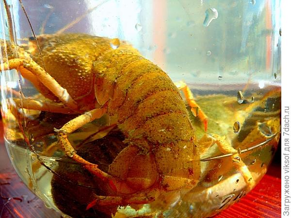 Разводить их что ли...начать, водоёмчик-то всё равно копать надА